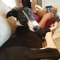 dog on sofa