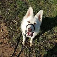 dog out on walk