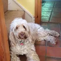 house sitting services