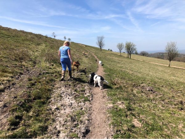 Dog Walking on a hill