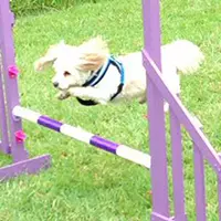 Agility Lessons