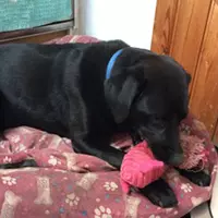 Luxury Dog Boarding