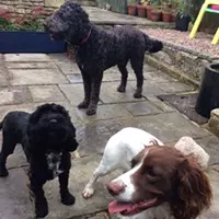 Dog Boarding
