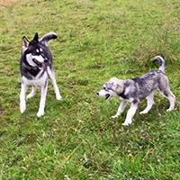 Individual dogs or small groups