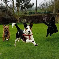 Home Care for Dogs