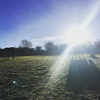 Horse Sitting in Cheddar