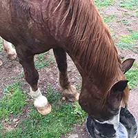 Horse Sitting in Somerset