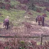 Horse Sitter in Somerset