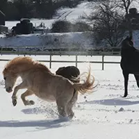 Horse Sitter