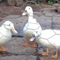 In Home Pet Care Service