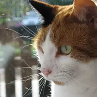 Cat Sitter