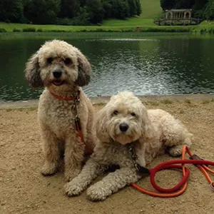 Bath Dog Walker