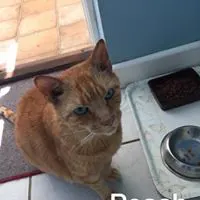 Bradford-on-Avon Pet Sitting