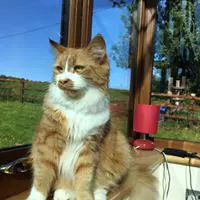 Cat Sitting Brecon