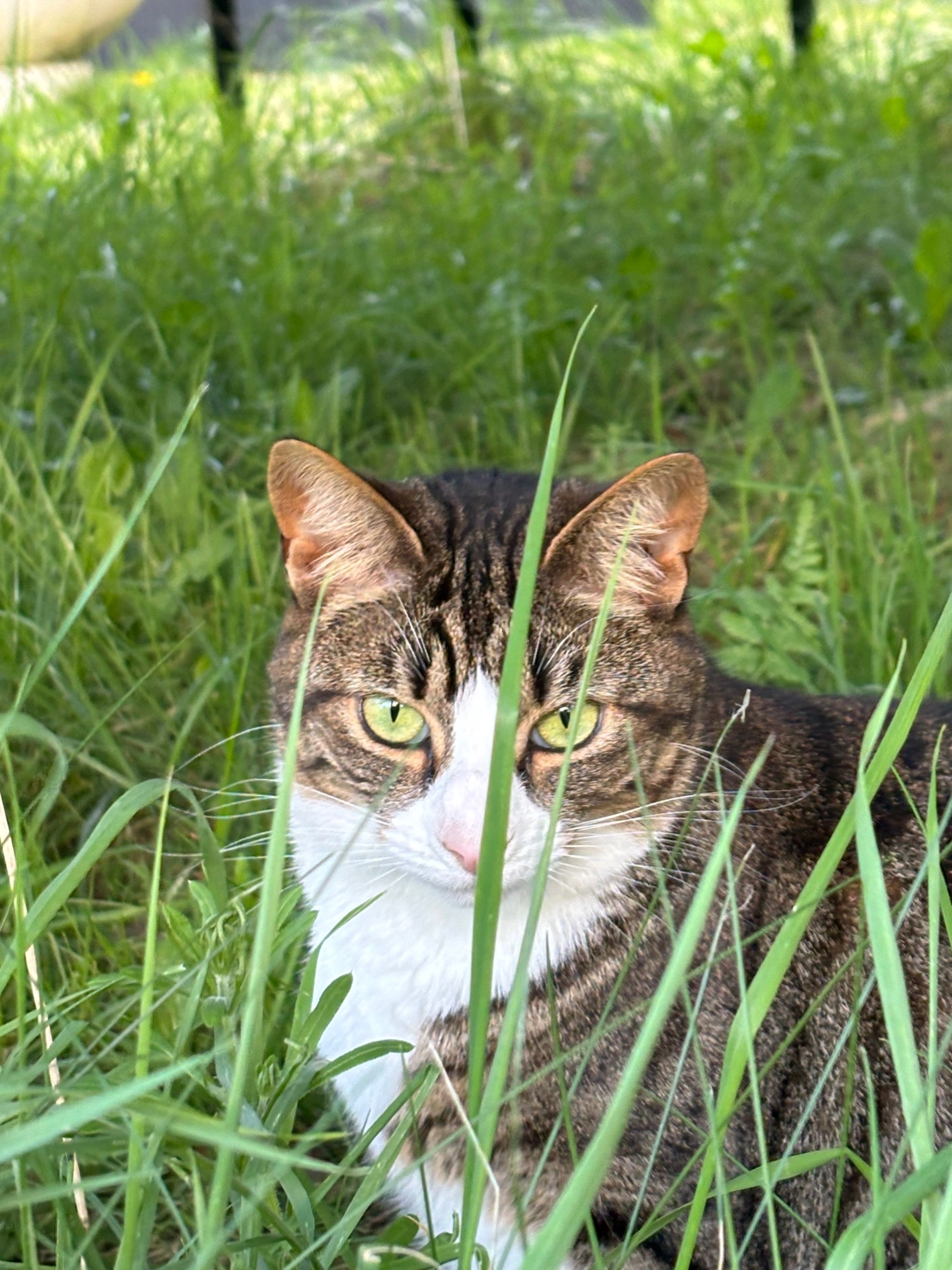 Cat Sitting Brecon