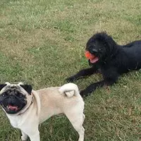 Dog Walking Bristol