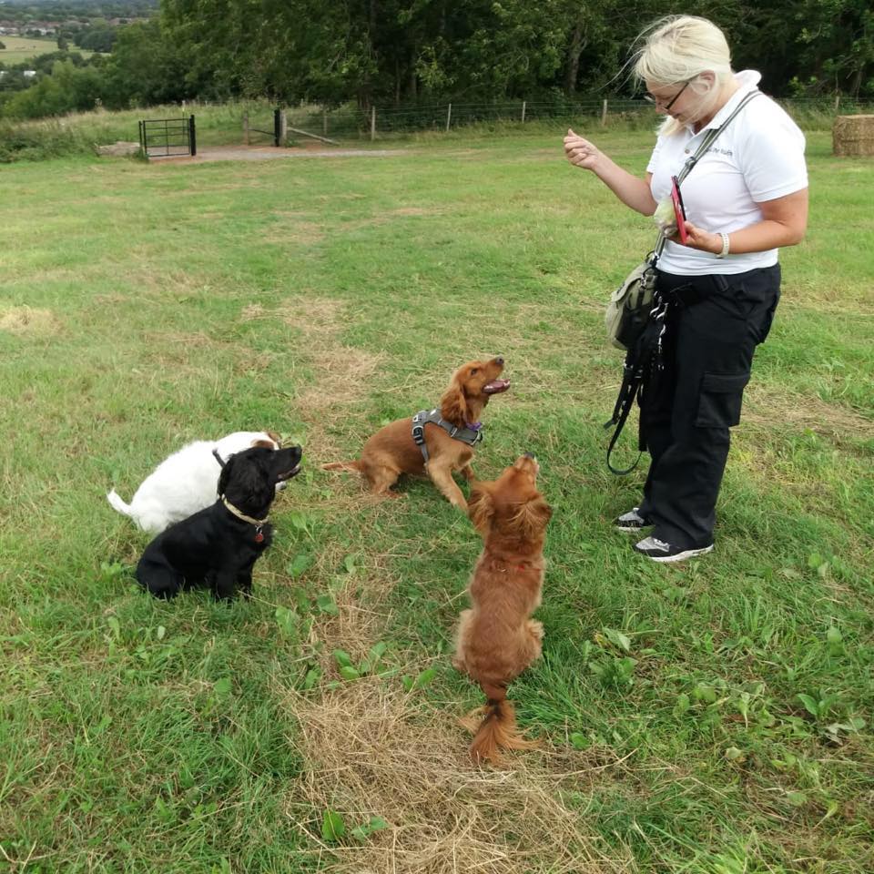 Dog Walker Bristol