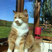 Cat Sitting Bristol