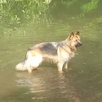 Dog Walker Bristol