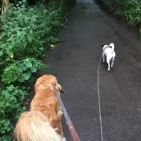Dog Walker Cardiff