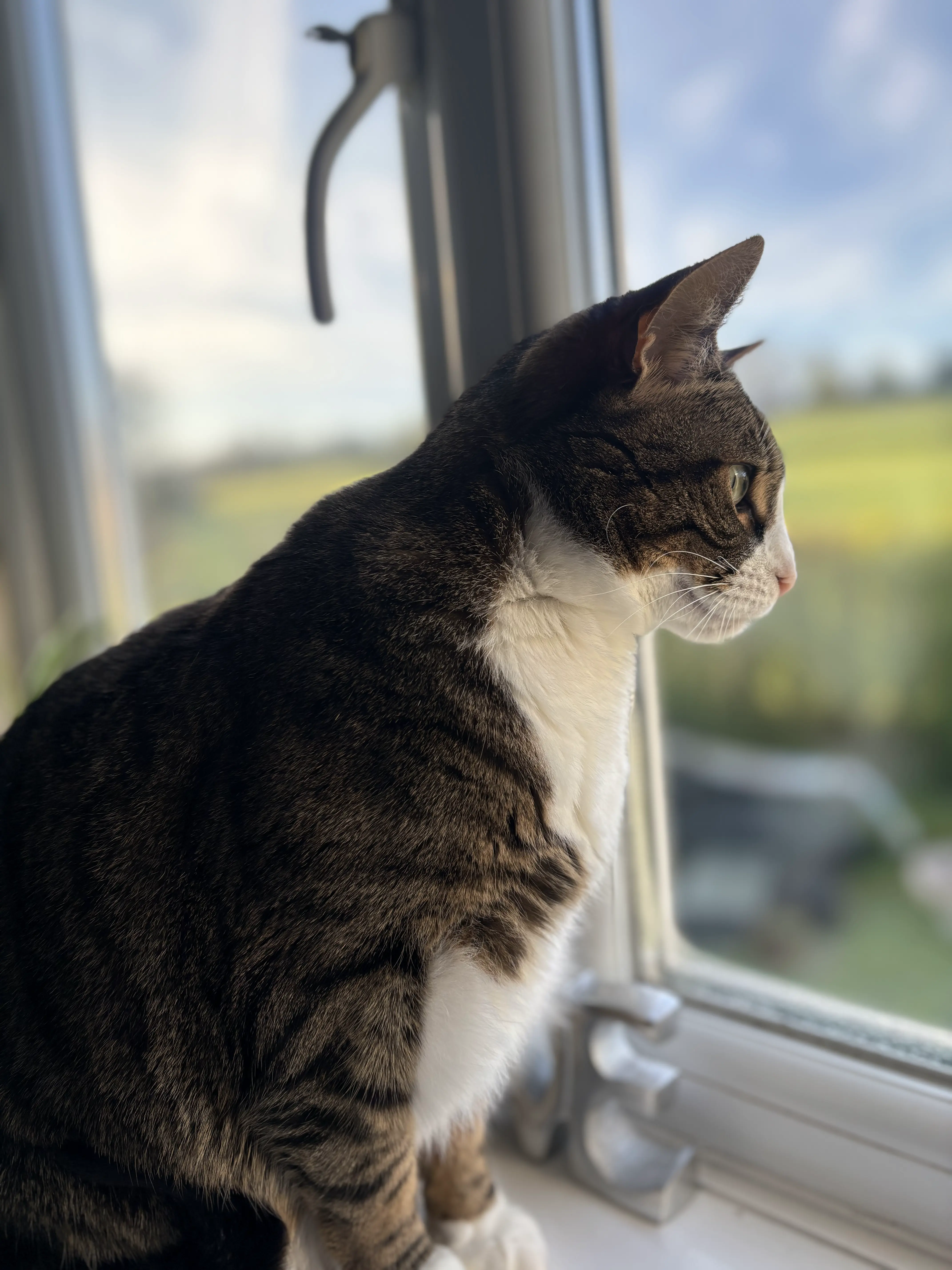 Cat Sitting Cardiff