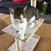 Cat Sitting Cardiff