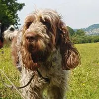 Dog Walking Cardiff