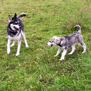 Cheddar Dog Walking