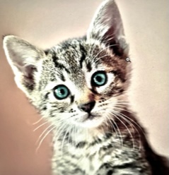 Cat Sitting Cranleigh
