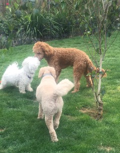 Dog Home Boarding Cranleigh