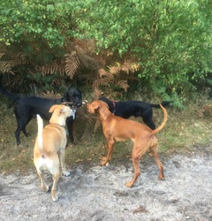 Dog Walking Cranleigh