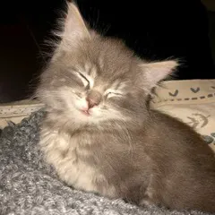 Cat Sitting Cwmbran