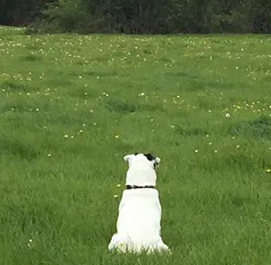 Frome Dog Walker