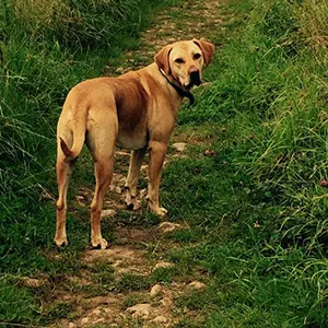 Midsomer Norton Dog Walking