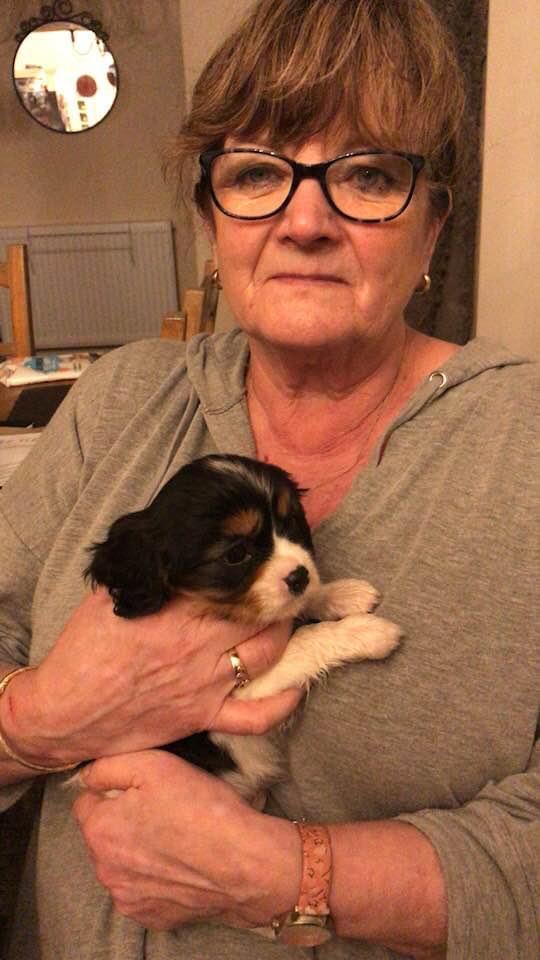 Newport Dog Walking Newport Dog Walker Friends for Pets