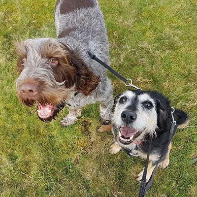 Pet Sitting Barry