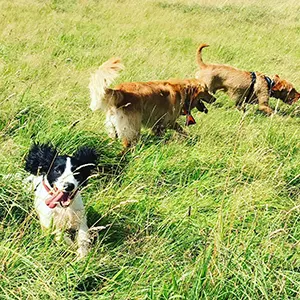 Dog Walking Barry