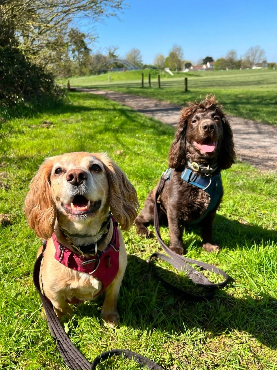 Dog Walking Dinas Powys