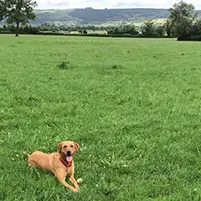 Dog Walking Penarth