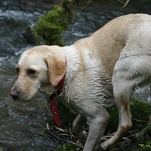 Pet Sitting Penarth