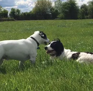 Wells Dog Walker