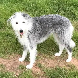 Shepton Mallet Dog Walker