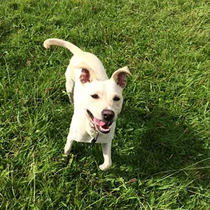 Shepton Mallet Dog Walking