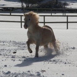 pony in snow
