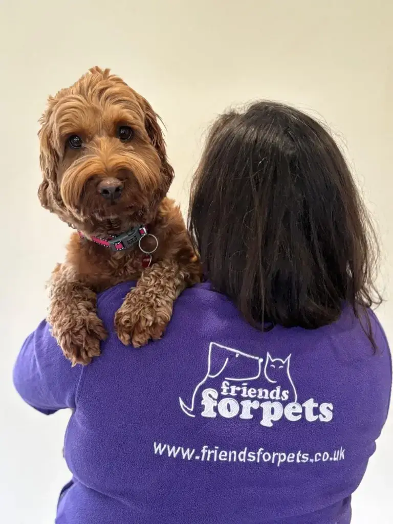 Bridgwater Dog Walking