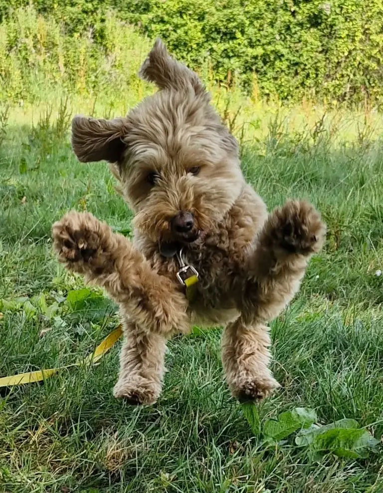Dog leaping towards camera
