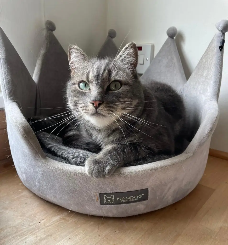 Cat Sitter North Somerset