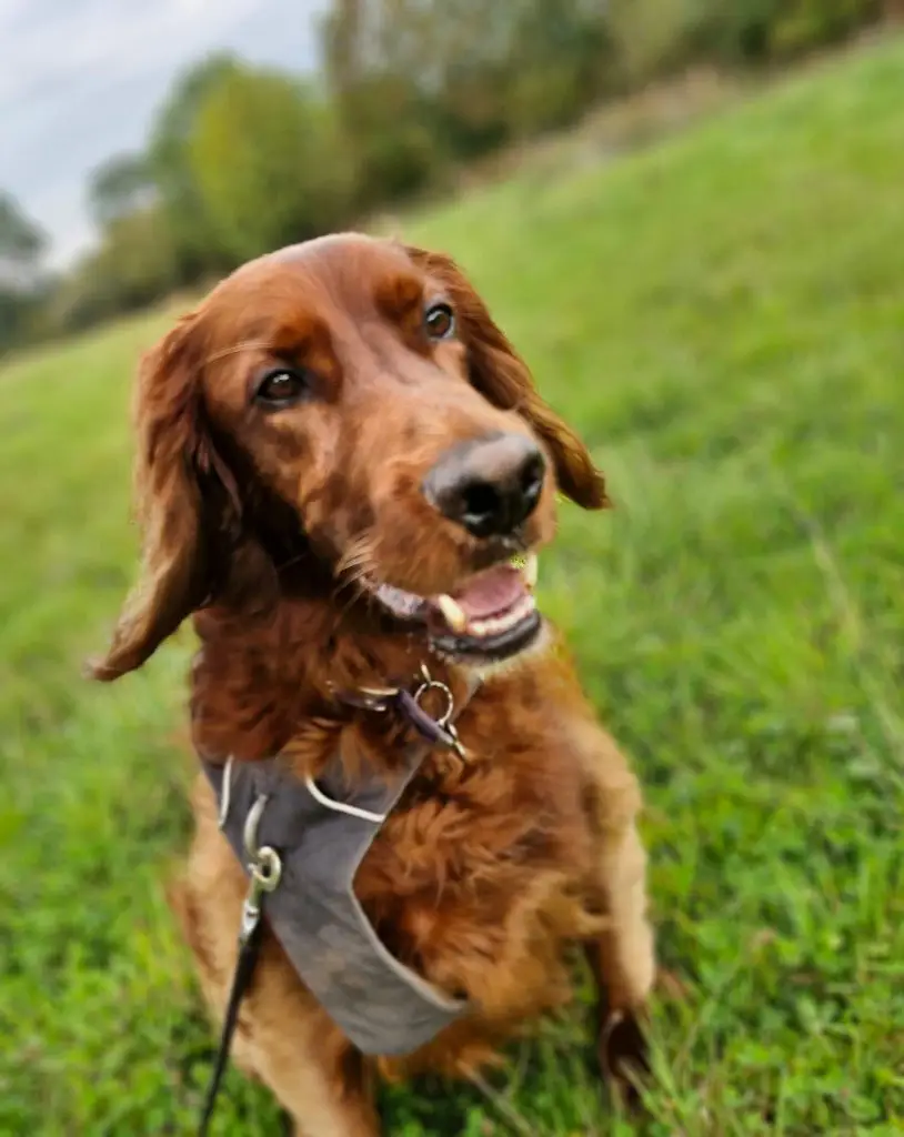 Dog Walking Chew Valley