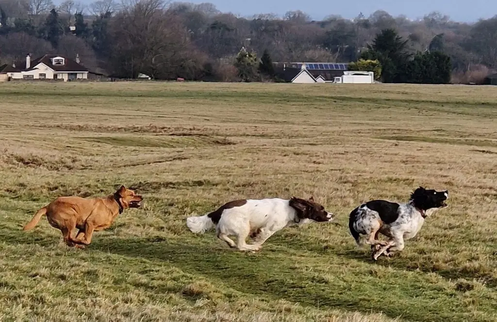 Professional Dog Walking Company