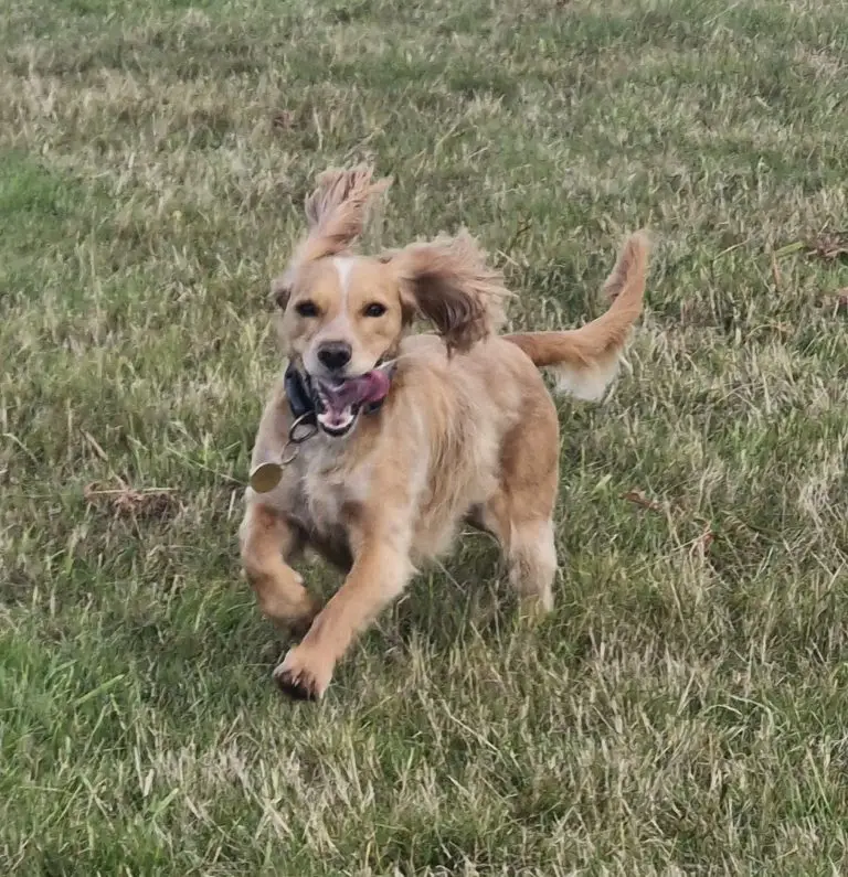 Chew Valley Dog Walking